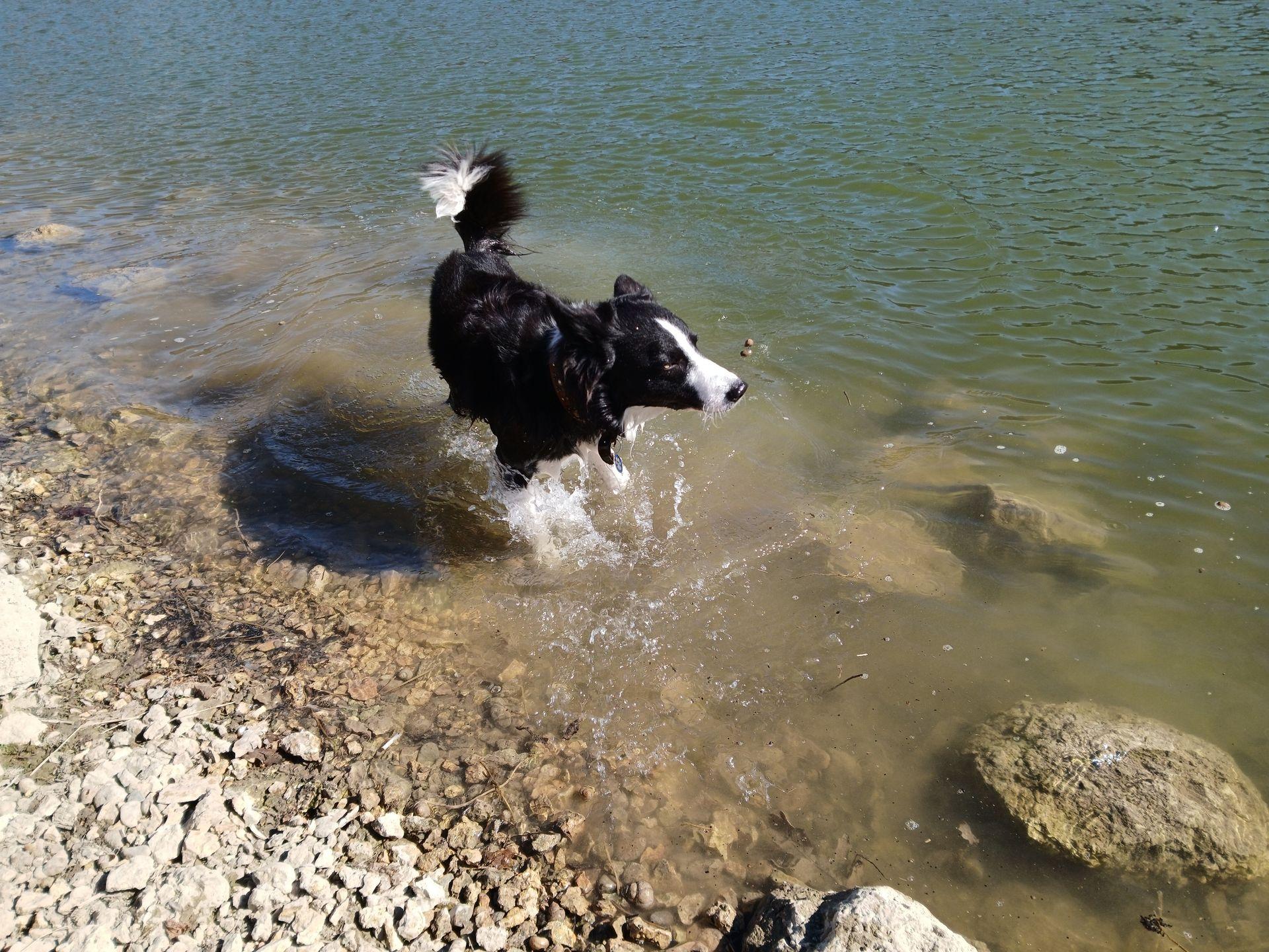 Dante in the water